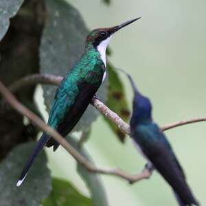 Colibri féérique