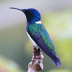 Colibri jacobin