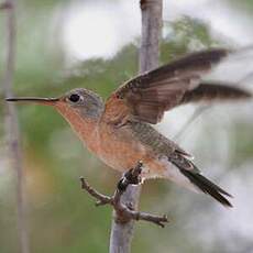 Colibri trompeur