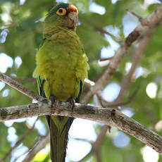 Conure à front rouge