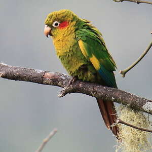 Conure de Hoffmann