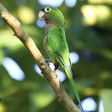 Conure naine