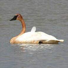 Cygne trompette