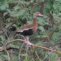 Dendrocygne à ventre noir