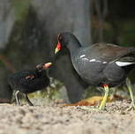 Gallinule d'Amérique