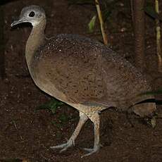 Grand Tinamou