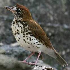 Grive Des Bois Hylocichla Mustelina