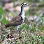 Jacana du Mexique