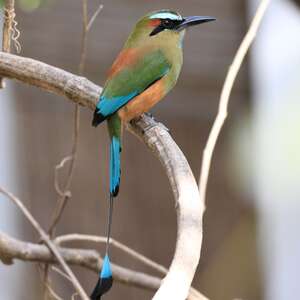 Motmot à sourcils bleus