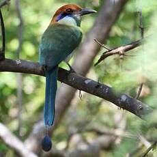 Motmot à tête rousse