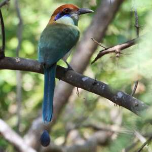 Motmot à tête rousse