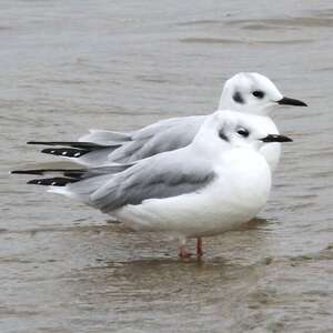 Mouette de Bonaparte