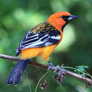 Oriole à dos rayé