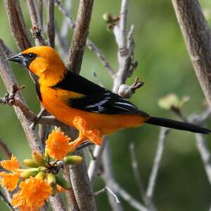 Oriole à gros bec