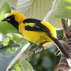 Oriole à queue jaune