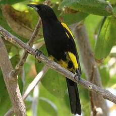 Oriole de Cuba