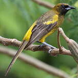 Oriole de Cuba