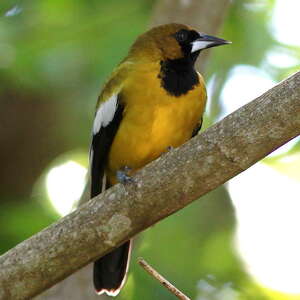 Oriole de Jamaïque