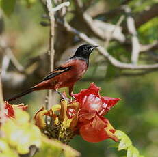 Oriole des vergers