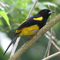 Oriole monacal