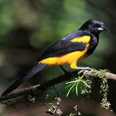 Oriole monacal