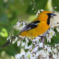 Oriole orange