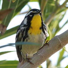 Paruline à gorge jaune