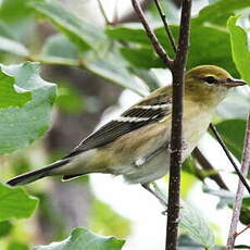 Paruline à poitrine baie