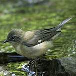 Paruline bleue