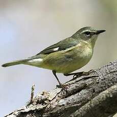 Paruline bleue