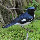 Paruline bleue