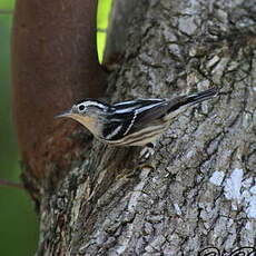 Paruline noir et blanc