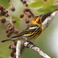 Paruline tigrée