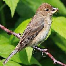 Passerin indigo