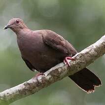 Pigeon à bec noir