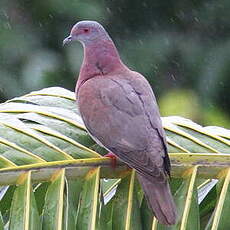 Pigeon rousset