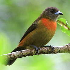 Tangara de Cherrie