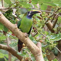 Toucanet à gorge bleue