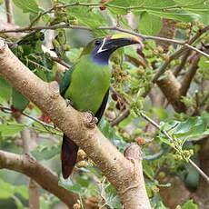 Toucanet à gorge bleue