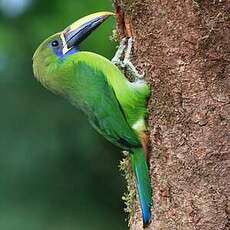 Toucanet à gorge bleue