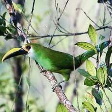 Toucanet émeraude