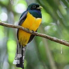 Trogon aurore