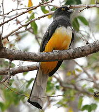 Trogon citrin