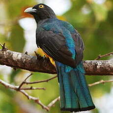 Trogon citrin