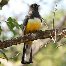 Trogon citrin