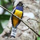 Trogon pattu