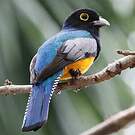 Trogon pattu