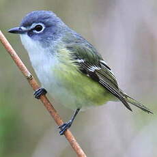 Viréo à tête bleue