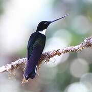 Collared Inca