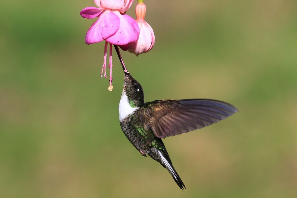 Collared Inca